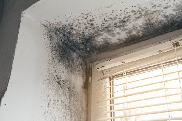 Affordable Bathroom Mold Removal solutions in Rutherford, NJ